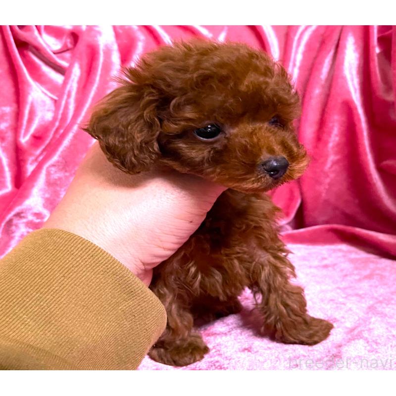 販売中の大阪府のティーカッププードル-427613の4枚目