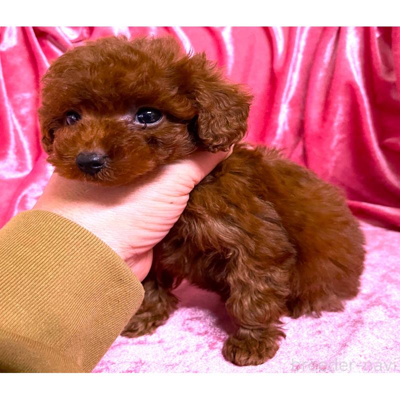 販売中の大阪府のティーカッププードル-427613の3枚目