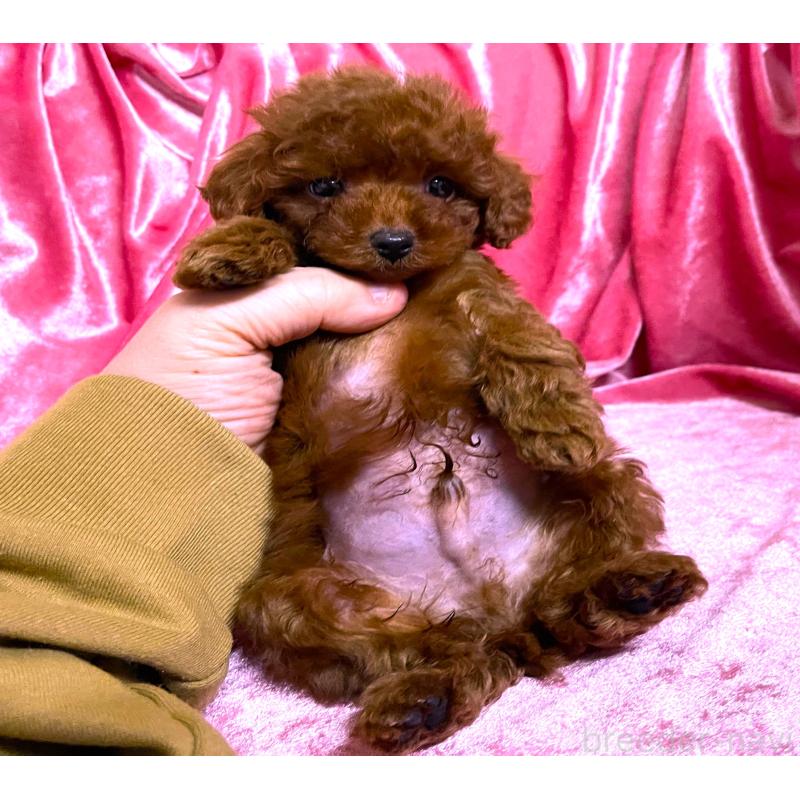 販売中の大阪府のティーカッププードル-427613の2枚目