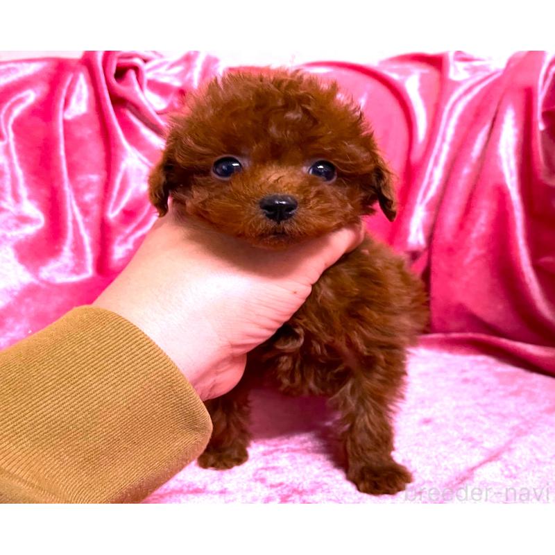 販売中の大阪府のティーカッププードル-427614