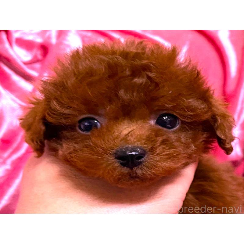 販売中の大阪府のティーカッププードル-427614の5枚目