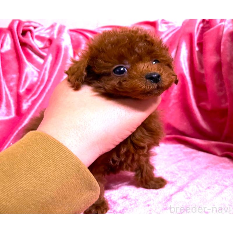 販売中の大阪府のティーカッププードル-427614の4枚目