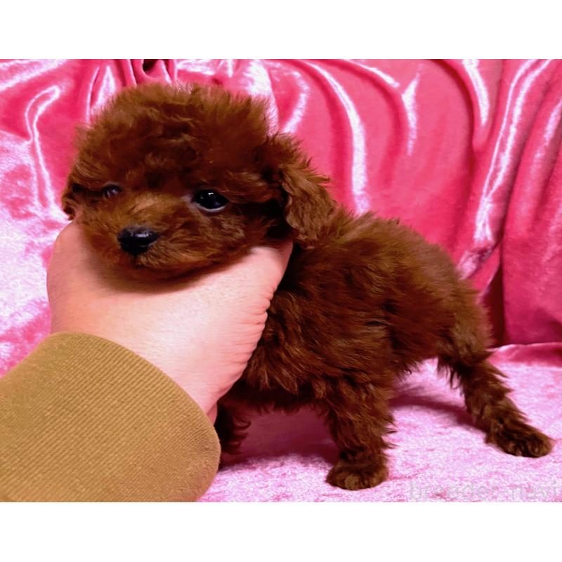 販売中の大阪府のティーカッププードル-427614の3枚目