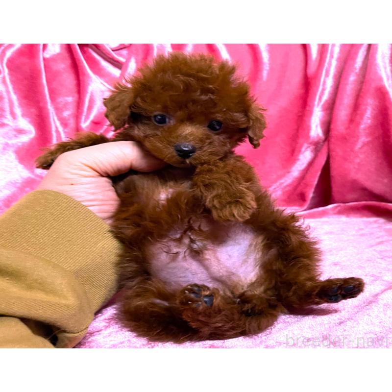 販売中の大阪府のティーカッププードル-427614の2枚目