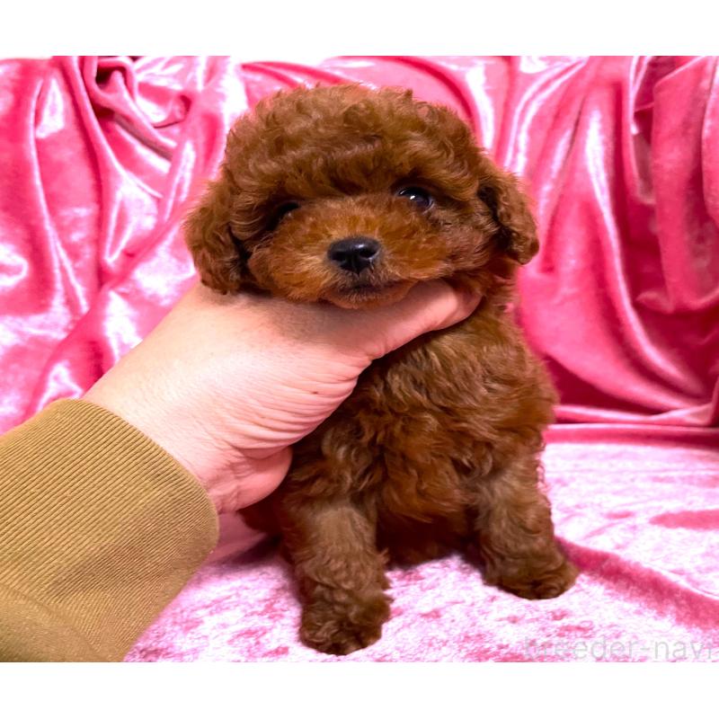 販売中の大阪府のティーカッププードル-427615