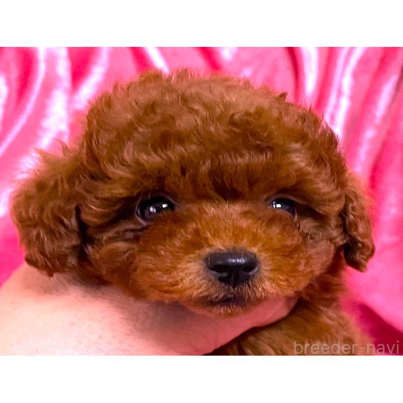 販売中の大阪府のティーカッププードル-427615の5枚目