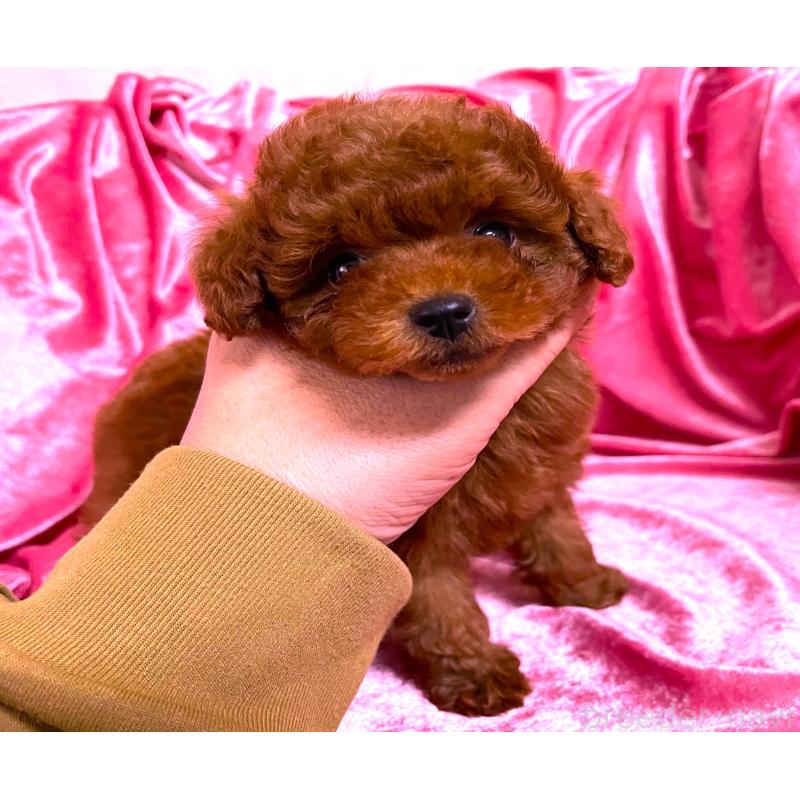 販売中の大阪府のティーカッププードル-427615の4枚目