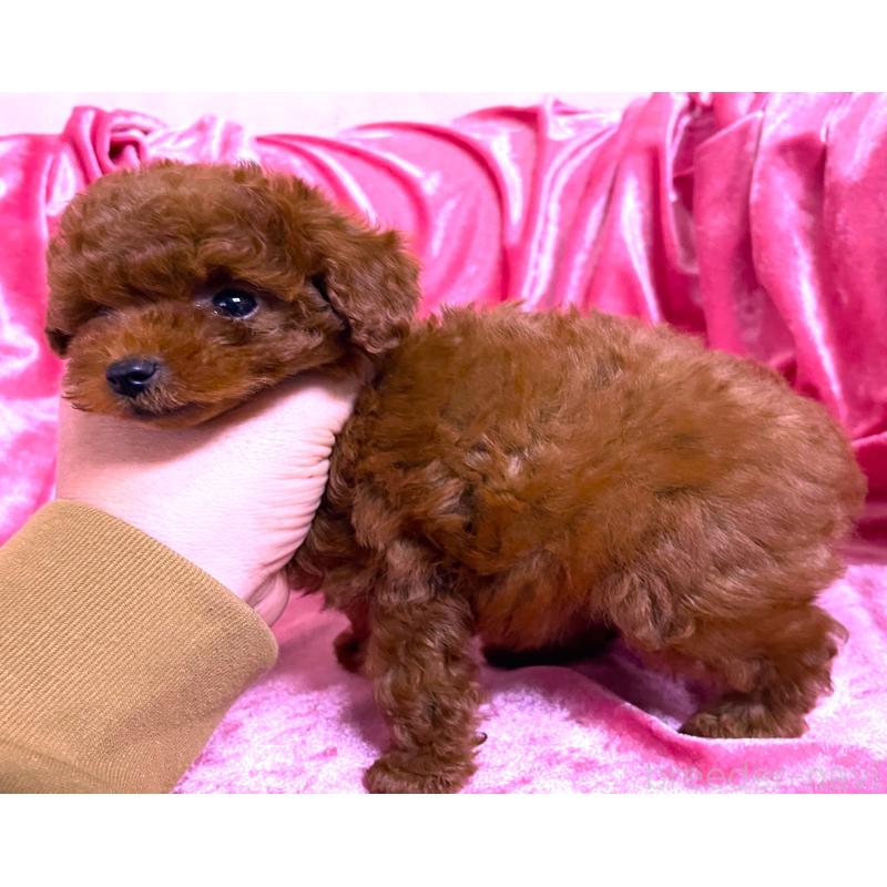 販売中の大阪府のティーカッププードル-427615の3枚目