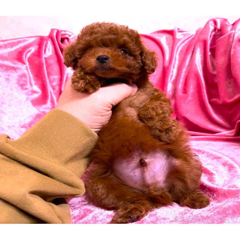 販売中の大阪府のティーカッププードル-427615の2枚目