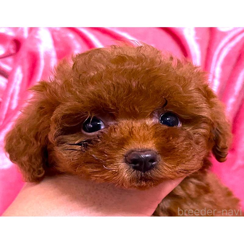 販売中の大阪府のティーカッププードル-427616の5枚目