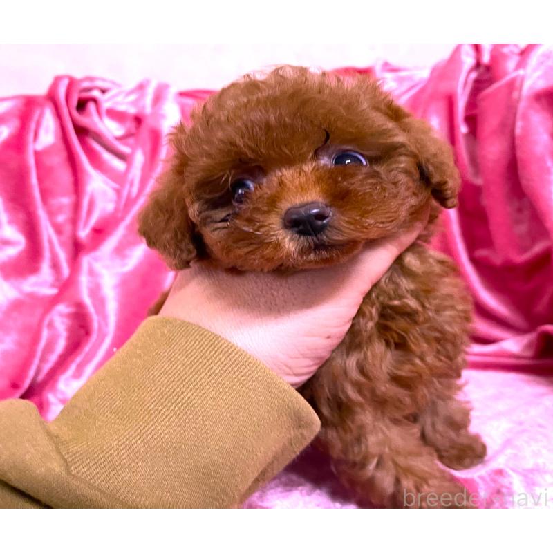 販売中の大阪府のティーカッププードル-427616の4枚目