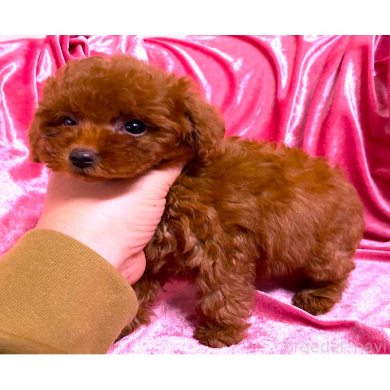 販売中の大阪府のティーカッププードル-427616の3枚目