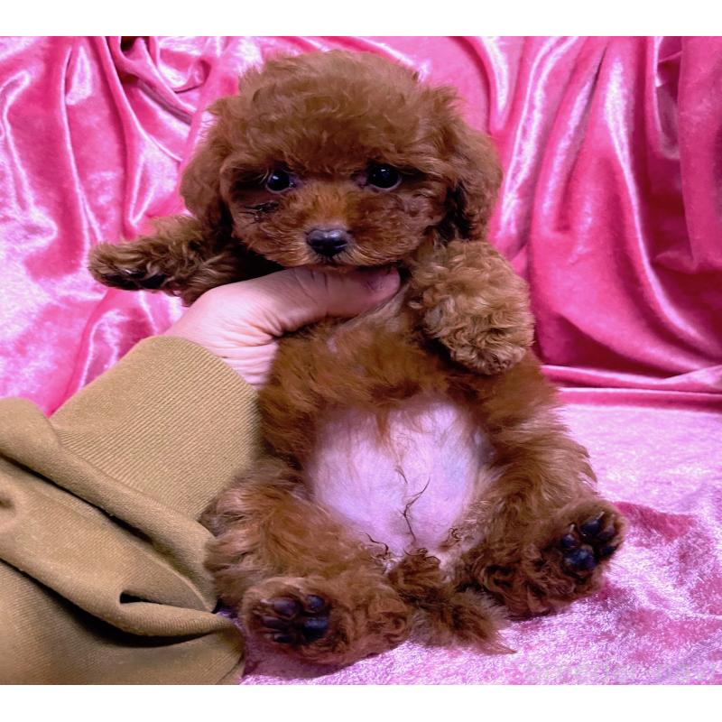 販売中の大阪府のティーカッププードル-427616の2枚目