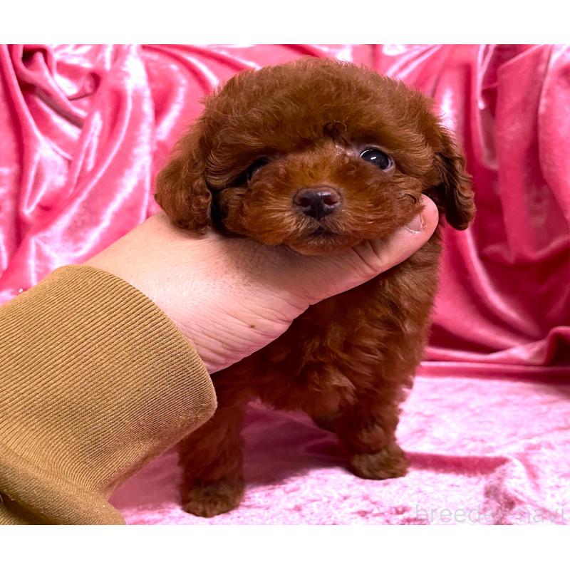 販売中の大阪府のティーカッププードル-427617の1枚目