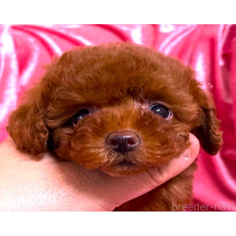 販売中の大阪府のティーカッププードル-427617の5枚目