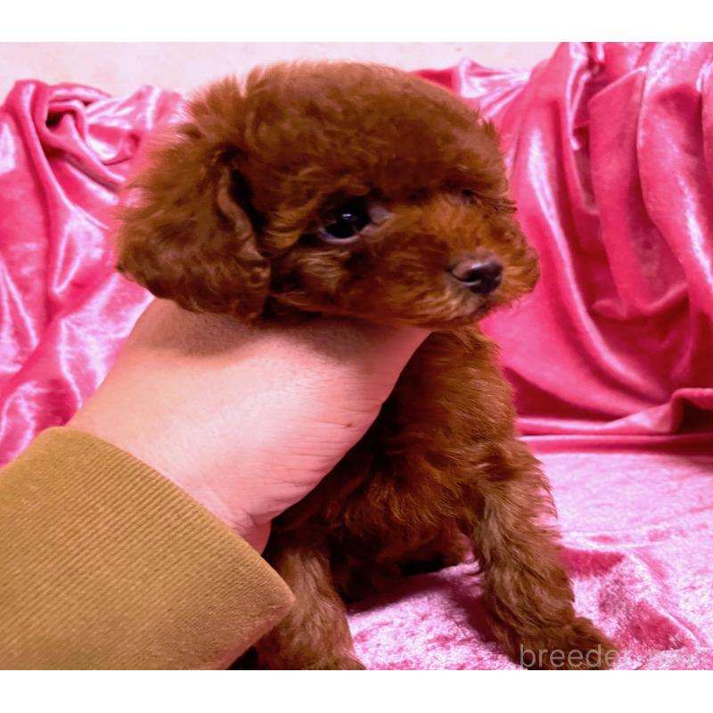 販売中の大阪府のティーカッププードル-427617の4枚目