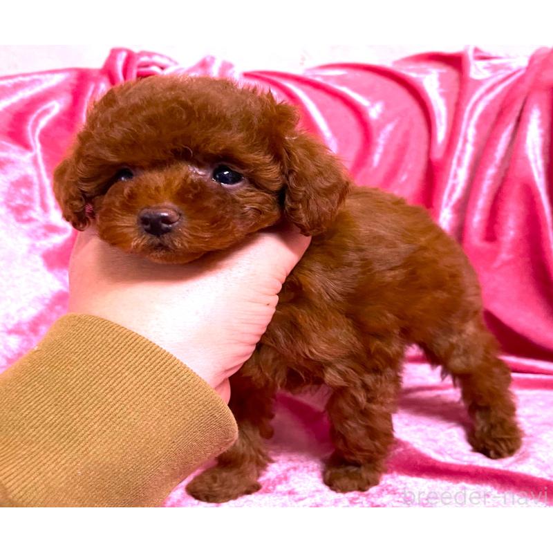 販売中の大阪府のティーカッププードル-427617の3枚目