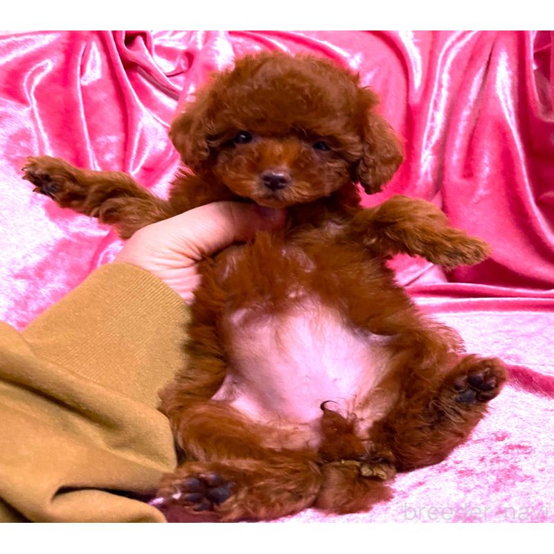 販売中の大阪府のティーカッププードル-427617の2枚目