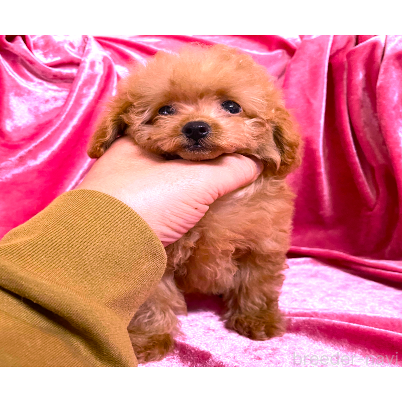 販売中の大阪府のティーカッププードル-423341