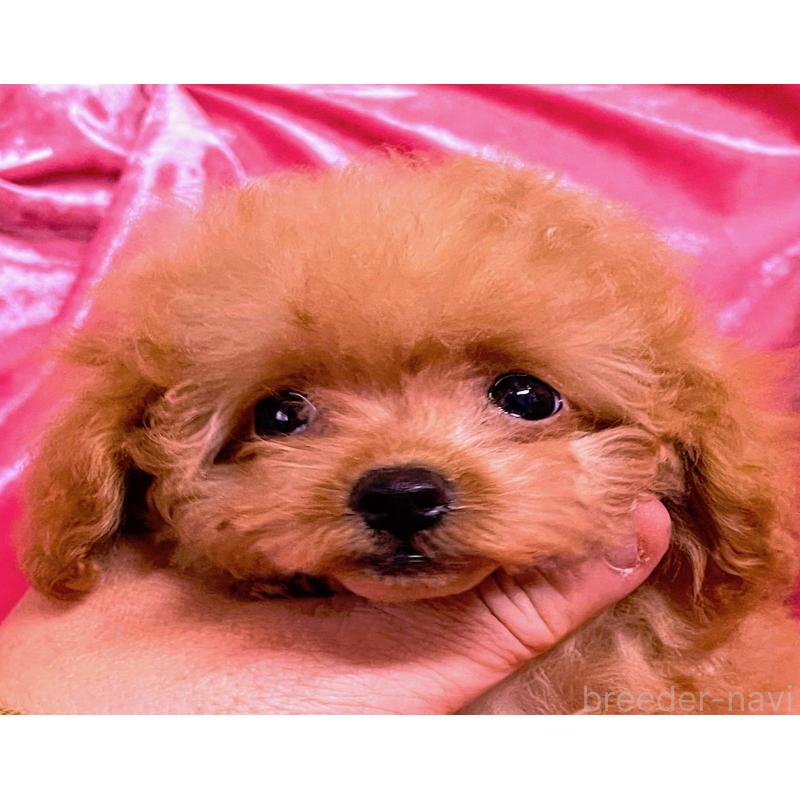 販売中の大阪府のティーカッププードル-423341の5枚目