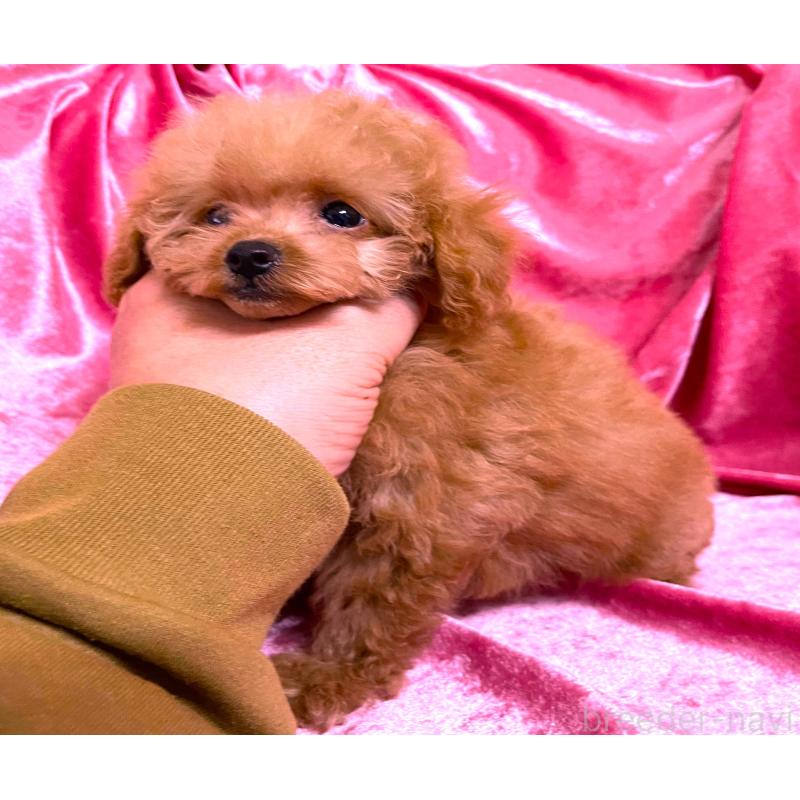 販売中の大阪府のティーカッププードル-423341の3枚目