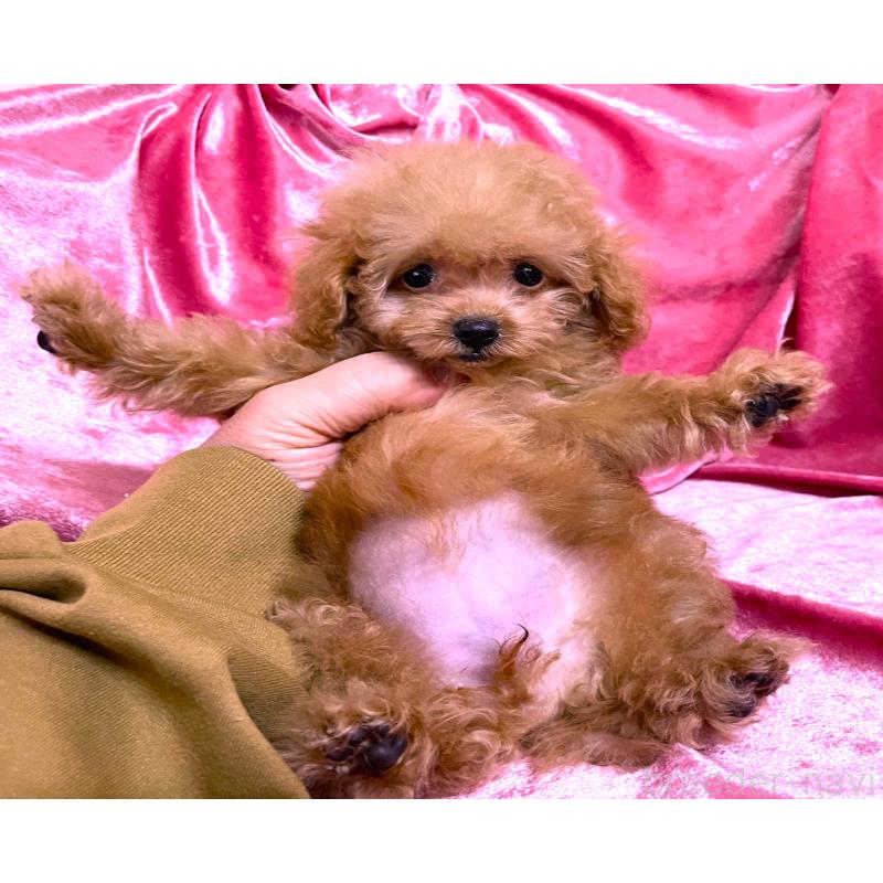 販売中の大阪府のティーカッププードル-423341の2枚目