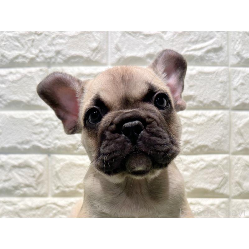 販売中の愛知県のフレンチブルドッグ-427618の1枚目