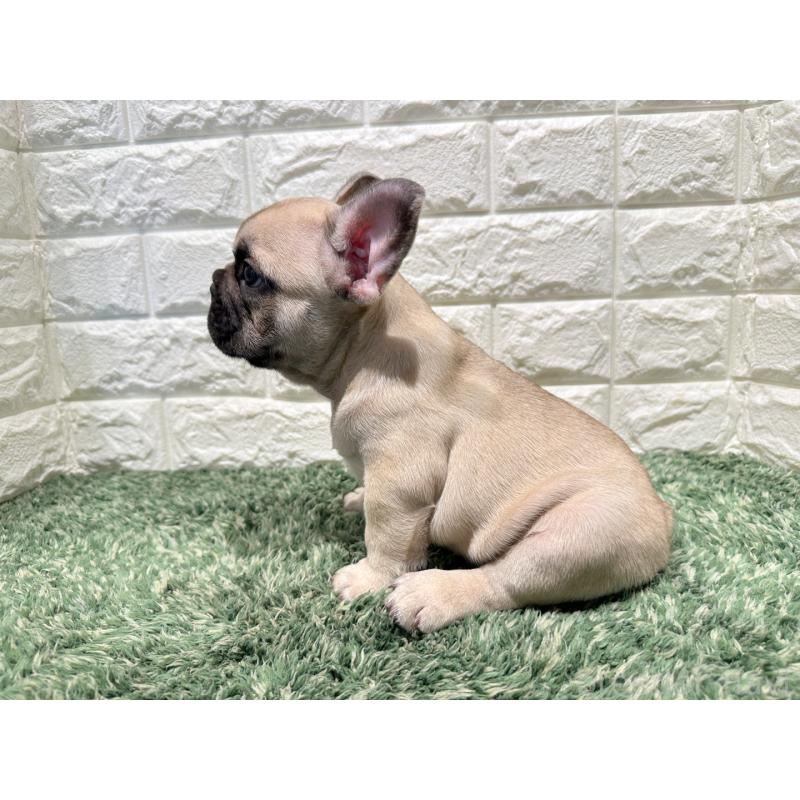 販売中の愛知県のフレンチブルドッグ-427618の3枚目
