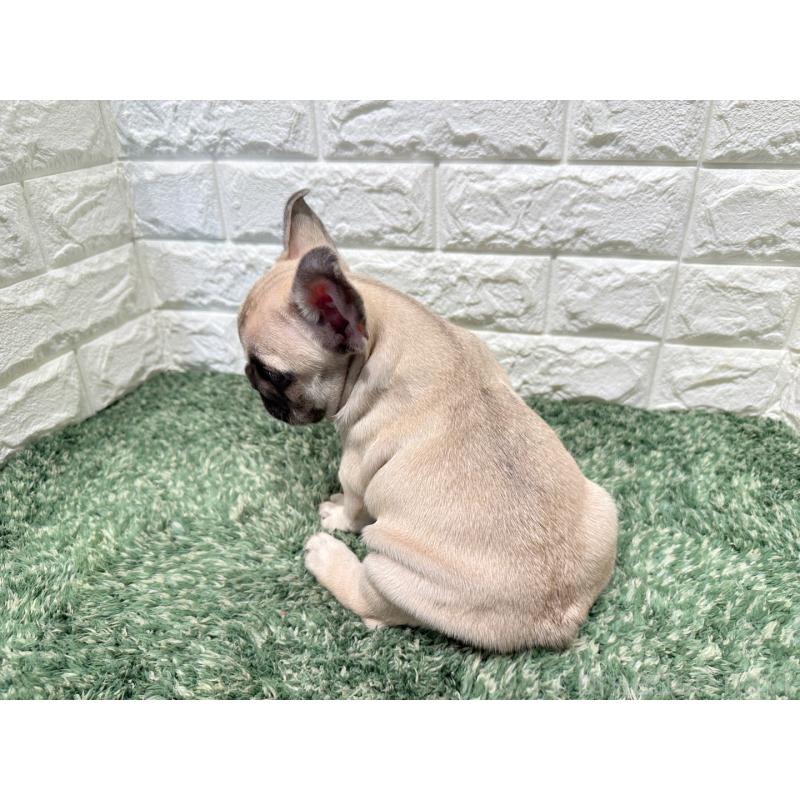 販売中の愛知県のフレンチブルドッグ-427618の2枚目