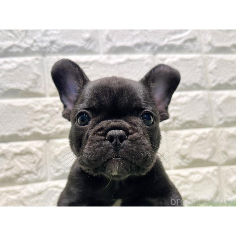 販売中の愛知県のフレンチブルドッグ-427619の1枚目