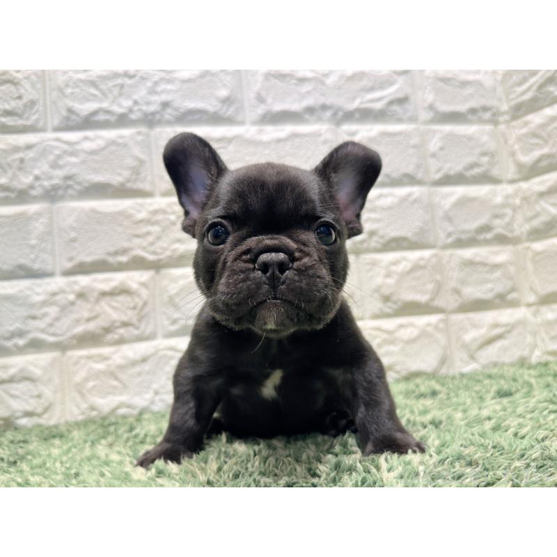 販売中の愛知県のフレンチブルドッグ-427619の4枚目