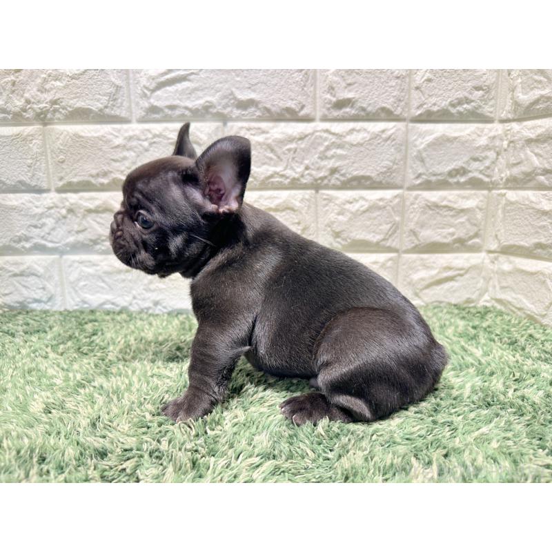 販売中の愛知県のフレンチブルドッグ-427619の3枚目