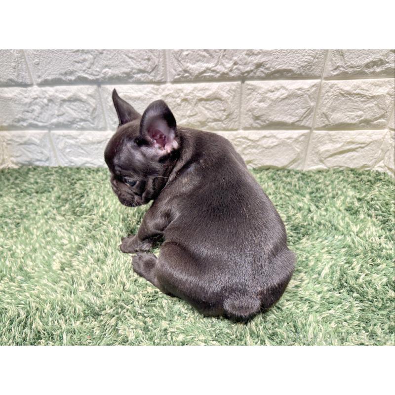 販売中の愛知県のフレンチブルドッグ-427619の2枚目