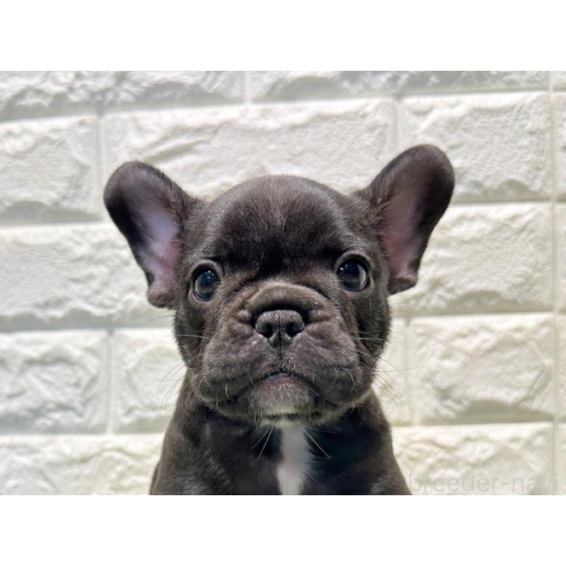 販売中の愛知県のフレンチブルドッグ-427620