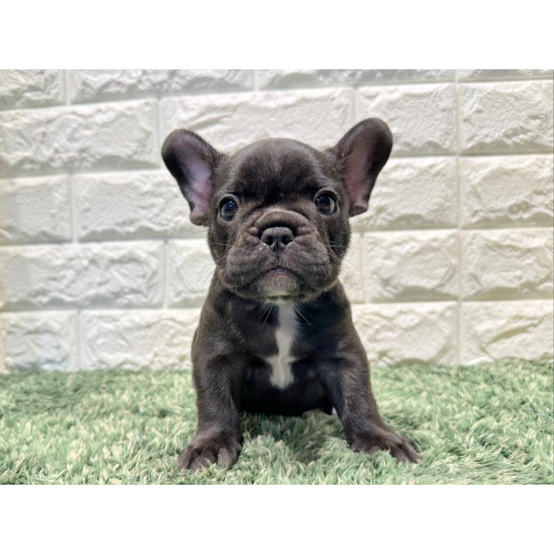 販売中の愛知県のフレンチブルドッグ-427620の4枚目