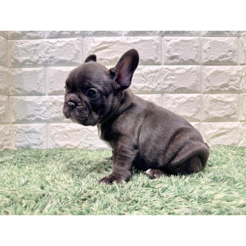 販売中の愛知県のフレンチブルドッグ-427620の3枚目