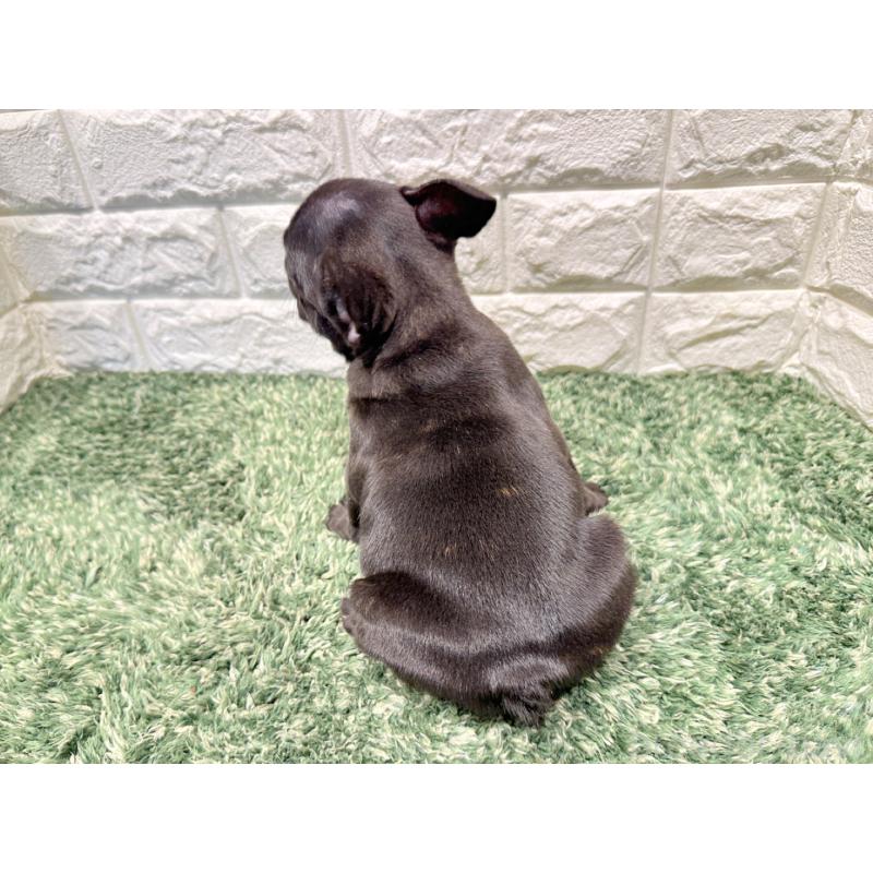 販売中の愛知県のフレンチブルドッグ-427620の2枚目