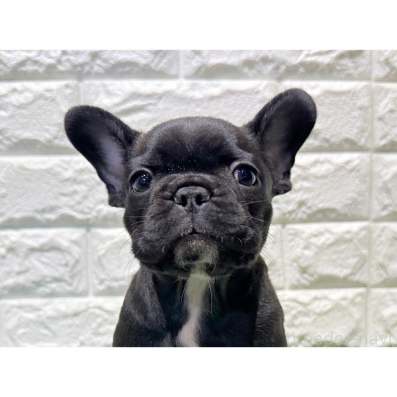 販売中の愛知県のフレンチブルドッグ-427621の1枚目
