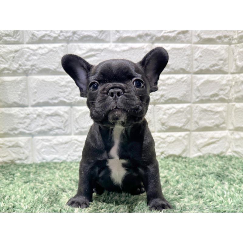 販売中の愛知県のフレンチブルドッグ-427621の4枚目