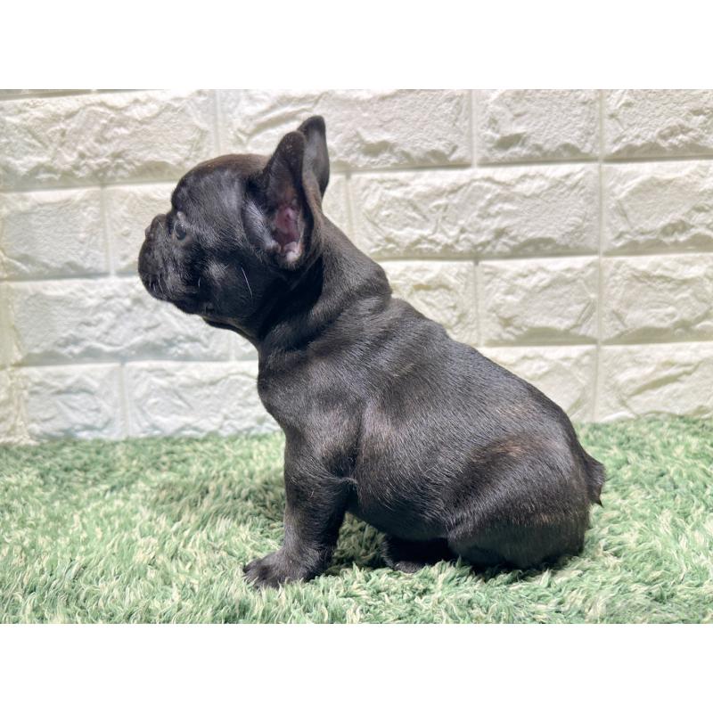 販売中の愛知県のフレンチブルドッグ-427621の3枚目