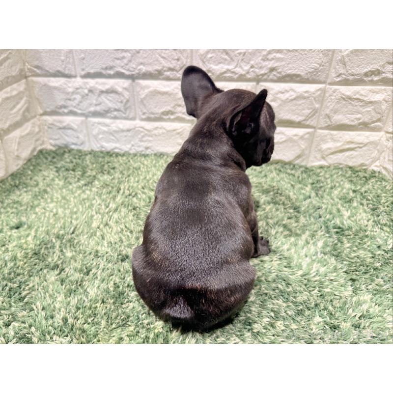 販売中の愛知県のフレンチブルドッグ-427621の2枚目