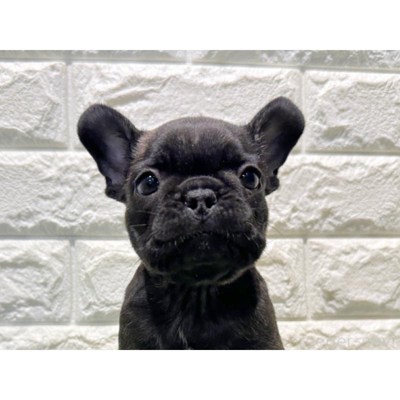 販売中の愛知県のフレンチブルドッグ-427622