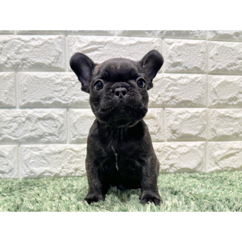 販売中の愛知県のフレンチブルドッグ-427622の4枚目