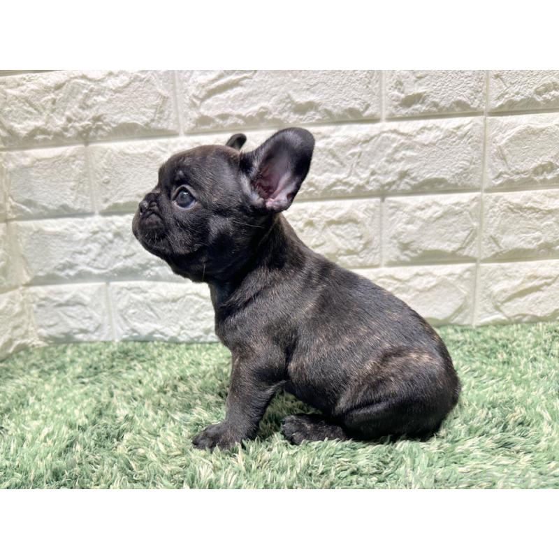 販売中の愛知県のフレンチブルドッグ-427622の3枚目