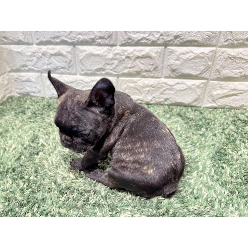 販売中の愛知県のフレンチブルドッグ-427622の2枚目