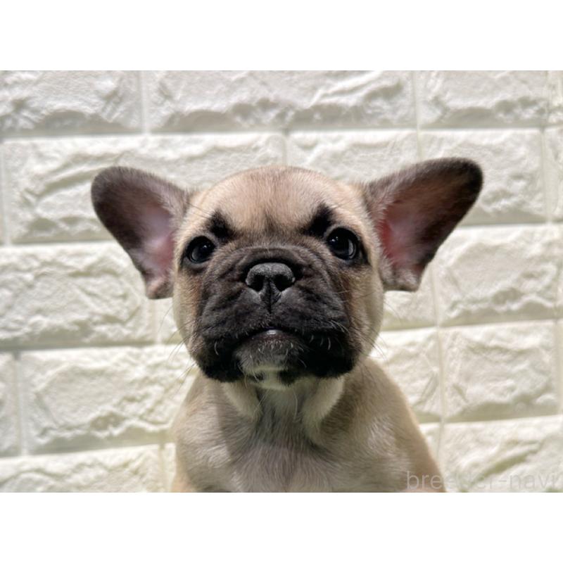 販売中の愛知県のフレンチブルドッグ-427623