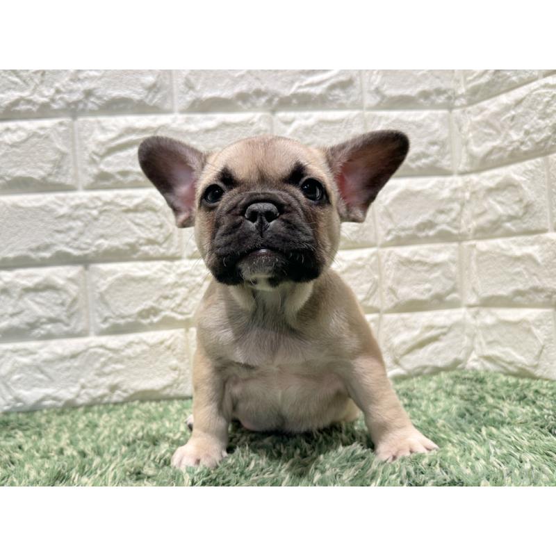 販売中の愛知県のフレンチブルドッグ-427623の4枚目