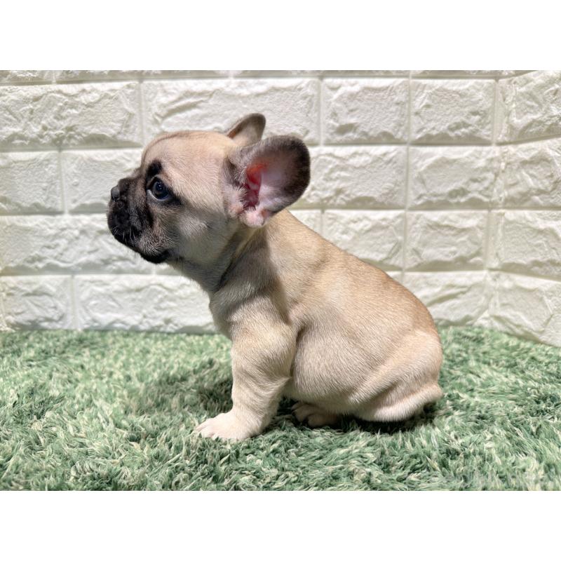 販売中の愛知県のフレンチブルドッグ-427623の3枚目