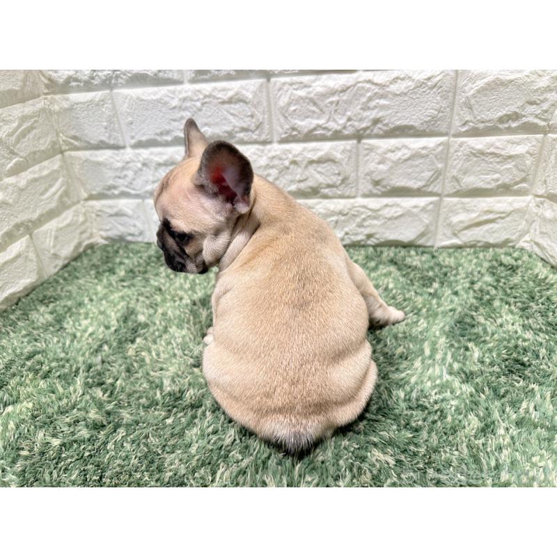 販売中の愛知県のフレンチブルドッグ-427623の2枚目