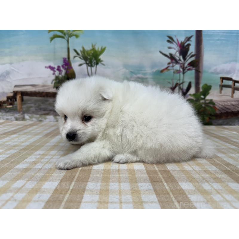 販売中の千葉県の日本スピッツ-427654の5枚目